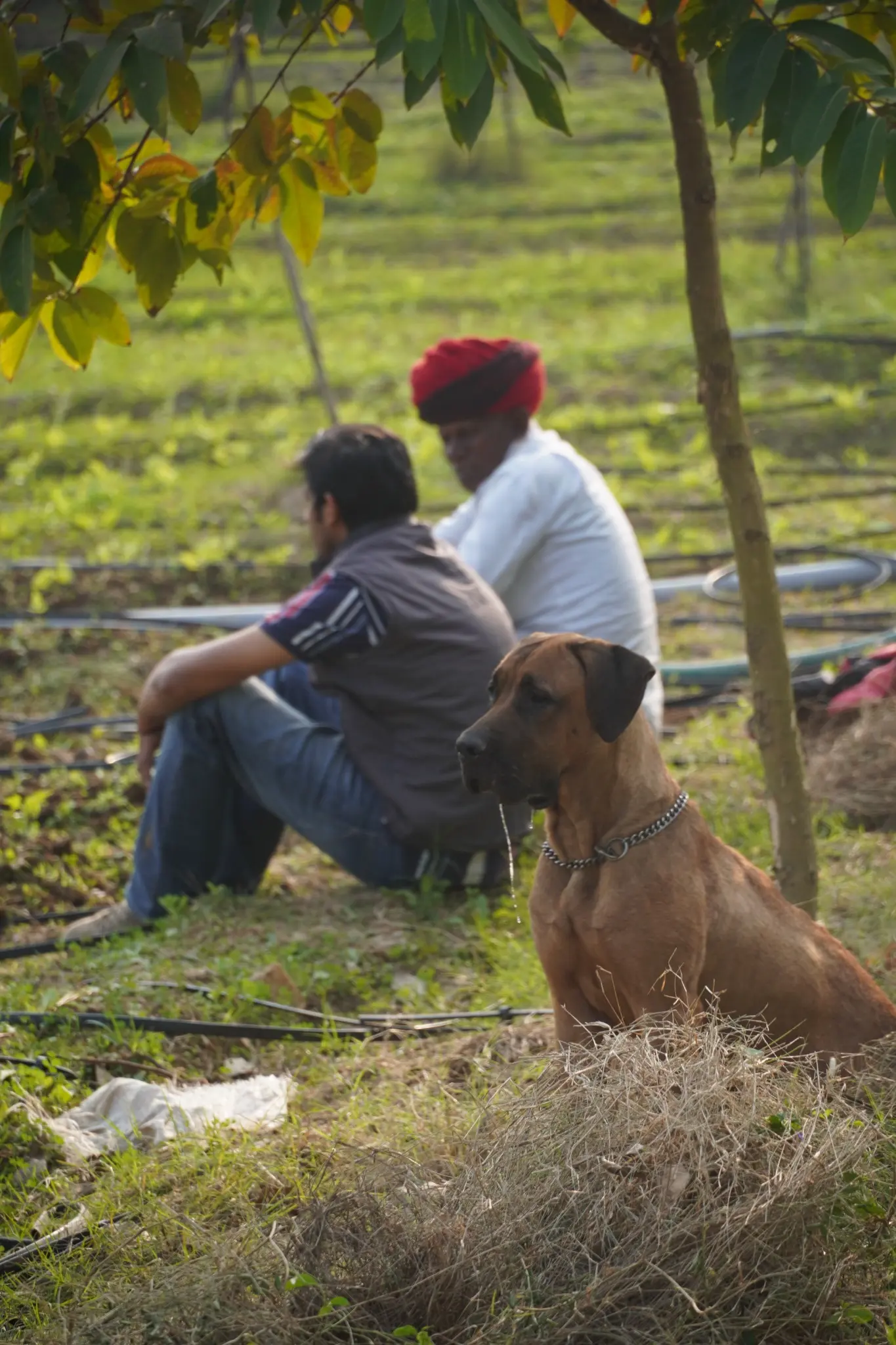 People resting beneath trees with a farm dog in the foreground at Dasot Farm, Bholi