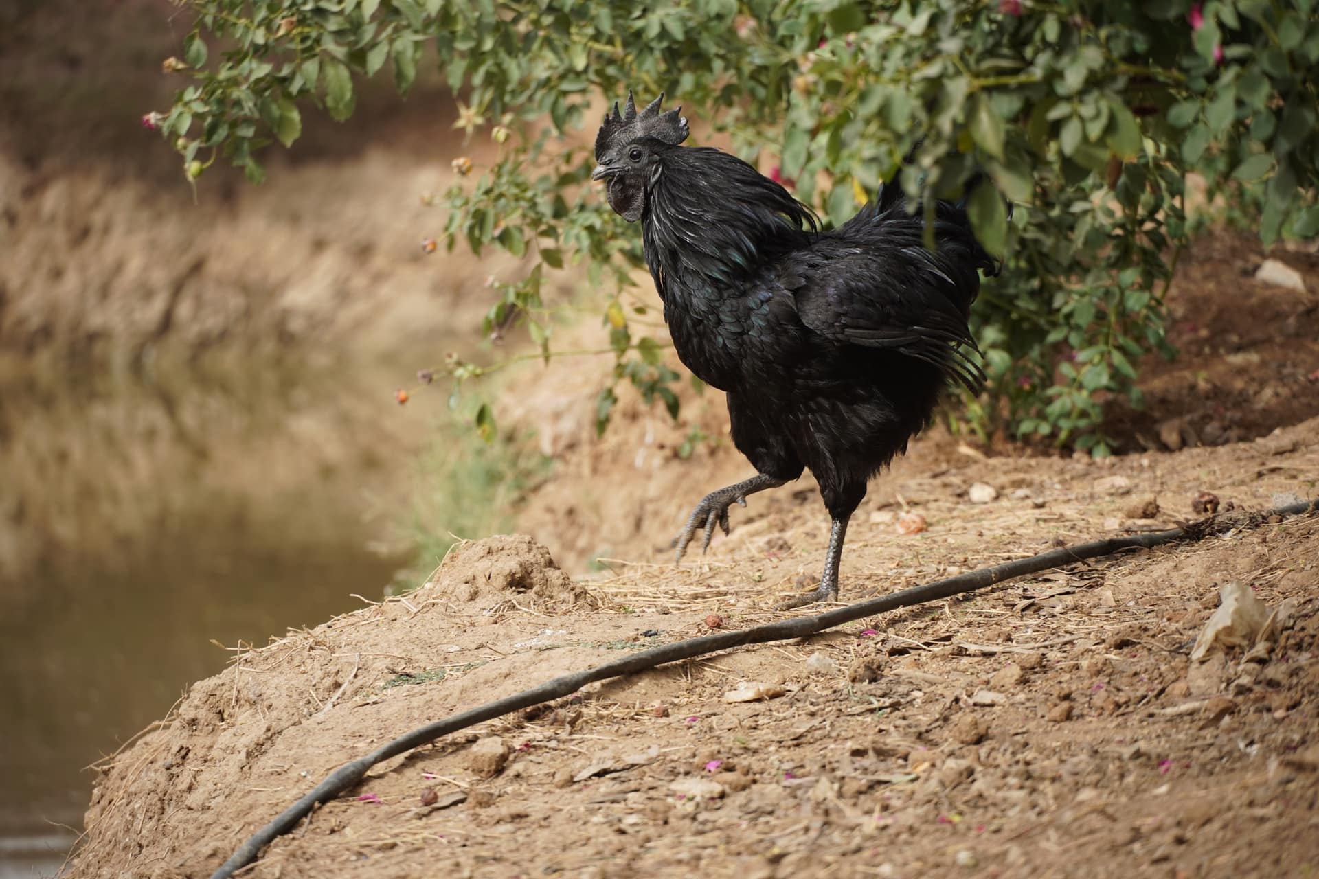 A black farm chicken foraging beside vegetation and water at Dasot Farm