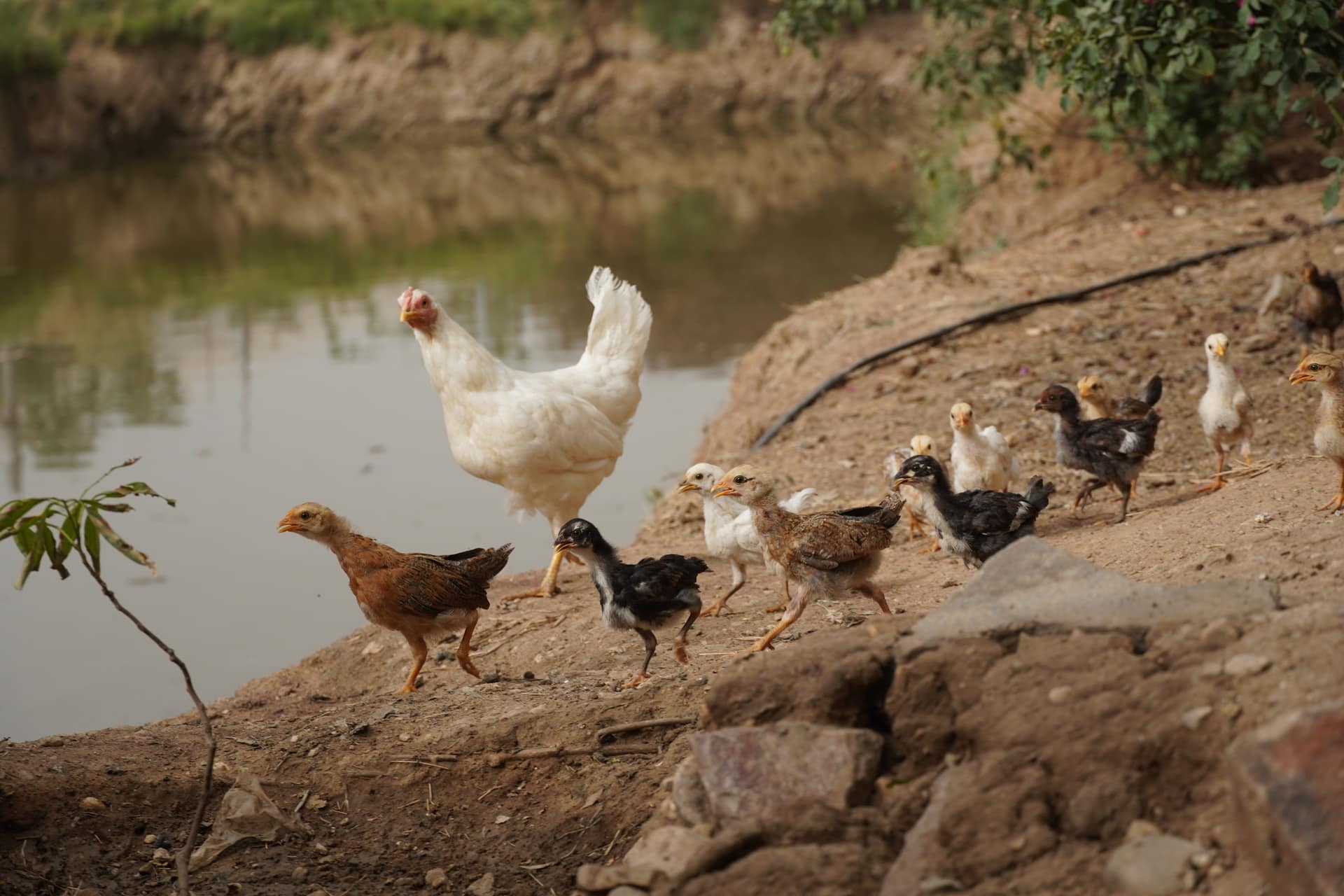 A hen and chicks beside a farm pond