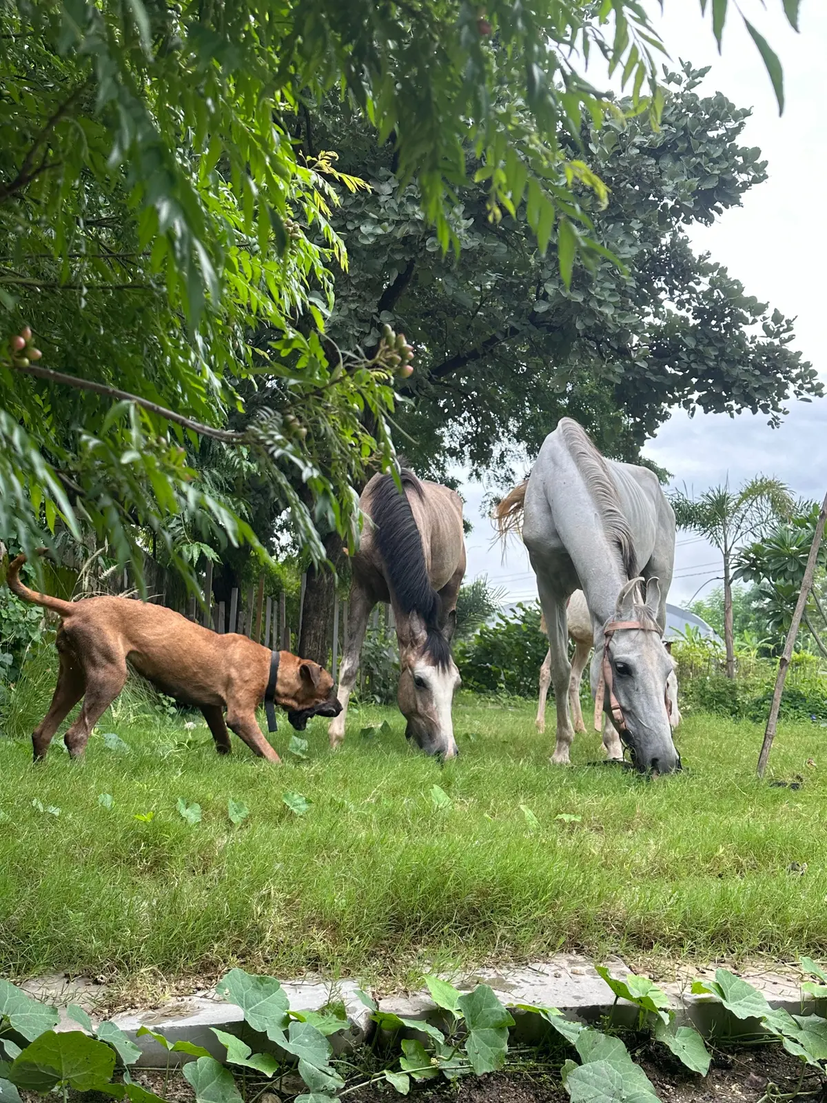 Horses and a young animal grazing beneath trees at Bholi Farm