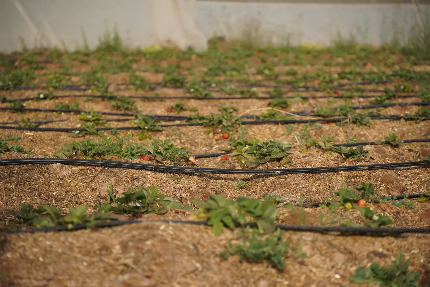 Young crop beds supplied by drip irrigation at Bholi Farm