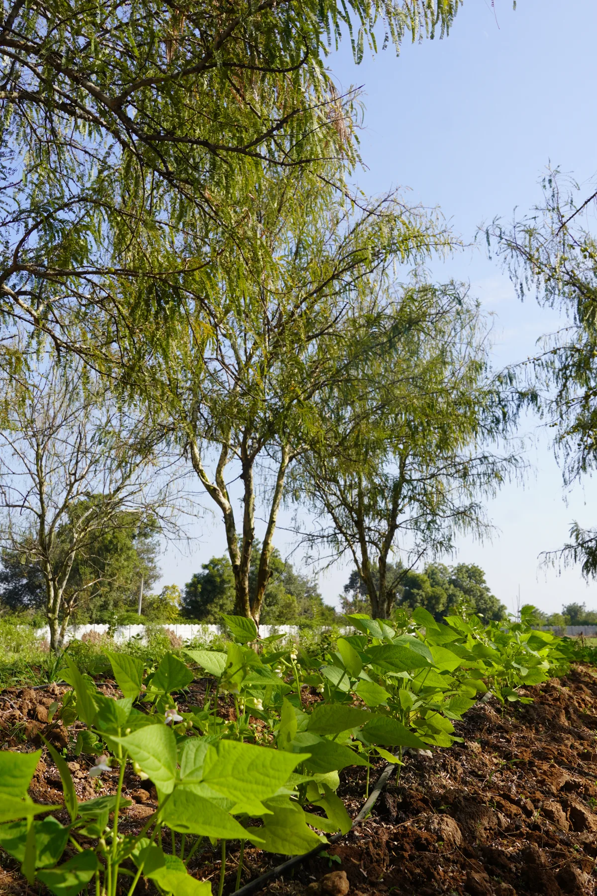 Growing fields representing Good Root Organic Farm