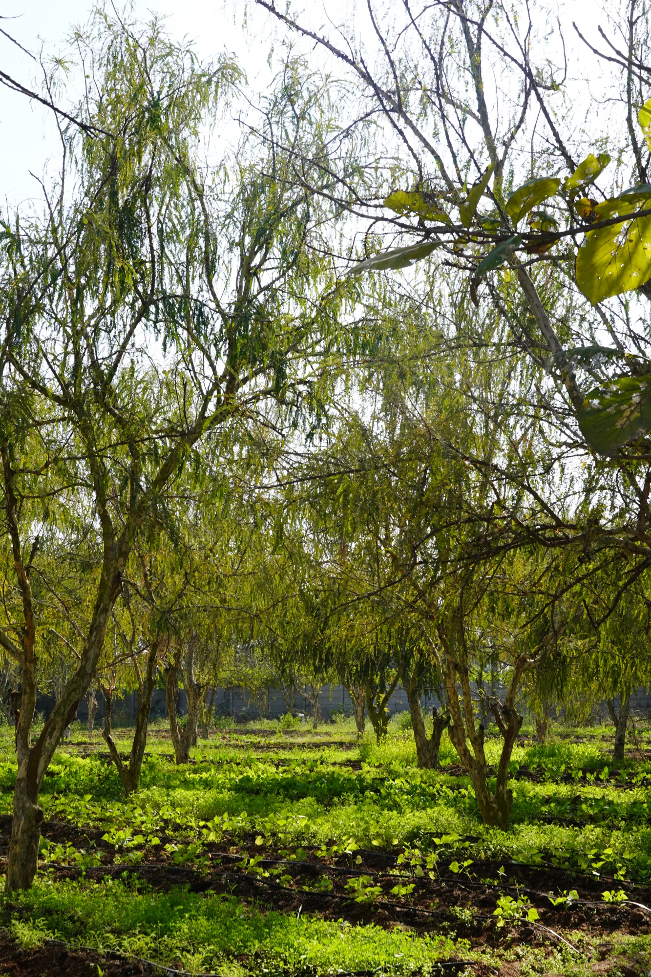 Working agricultural landscape at Dasot Farm in Bholi