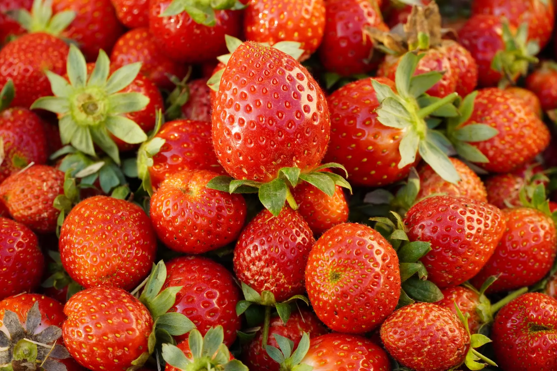 Fresh red strawberries harvested at Bholi Farm