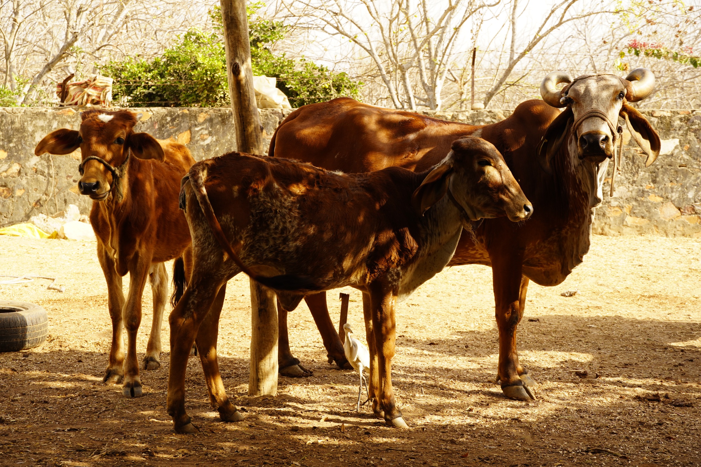 Cattle at Dasot Farm supporting a circular farm system
