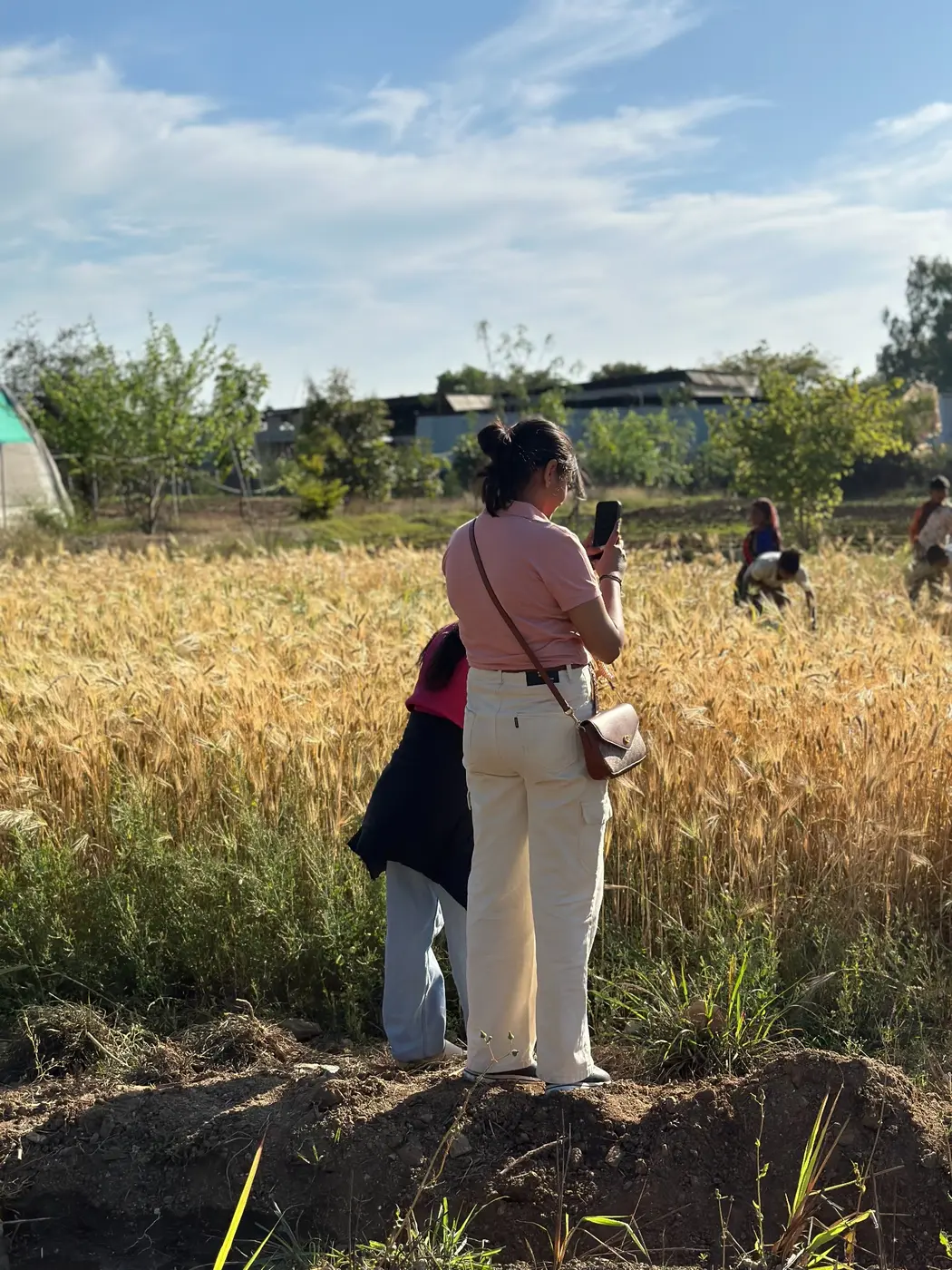 Visitors documenting a mature wheat crop at a 19AGRO farm