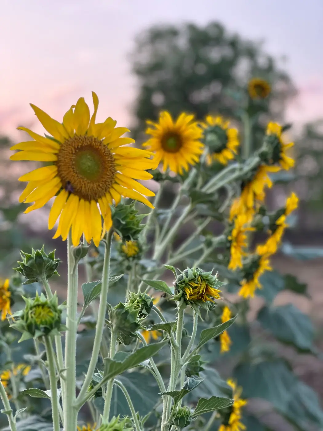 Sunflowers growing at Dasot Organic Farms