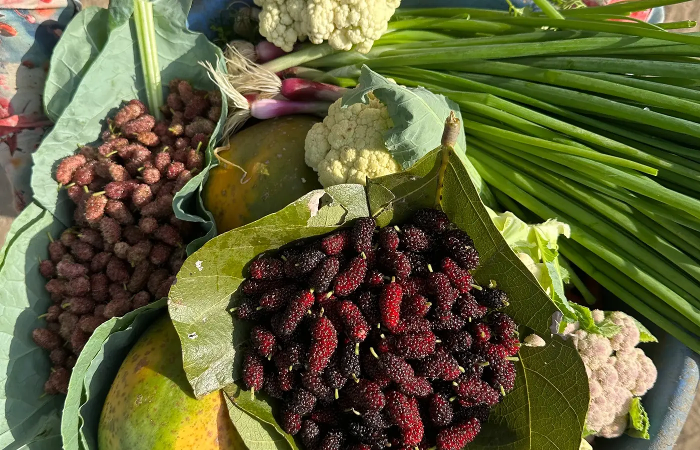 A fresh harvest with mulberries, cauliflower, papaya and spring onions from a 19AGRO farm