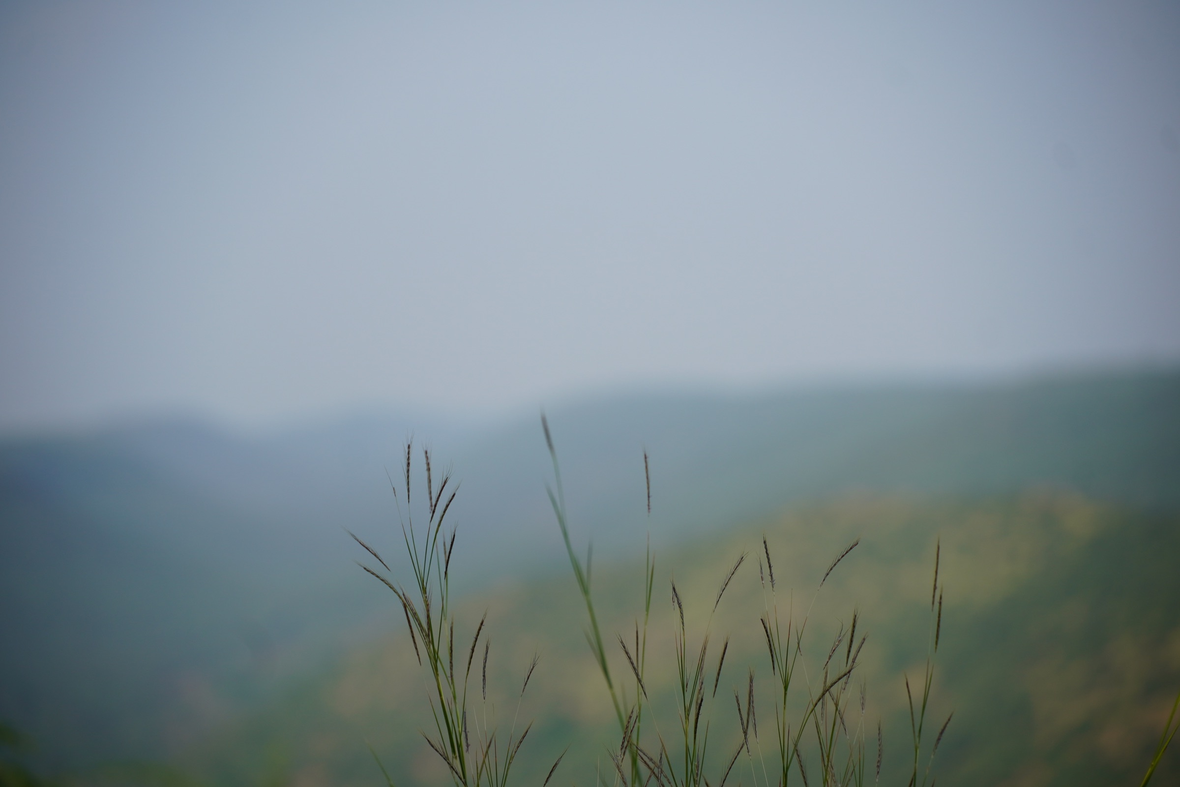 Fine monsoon grasses against misty green hills, photographed in India