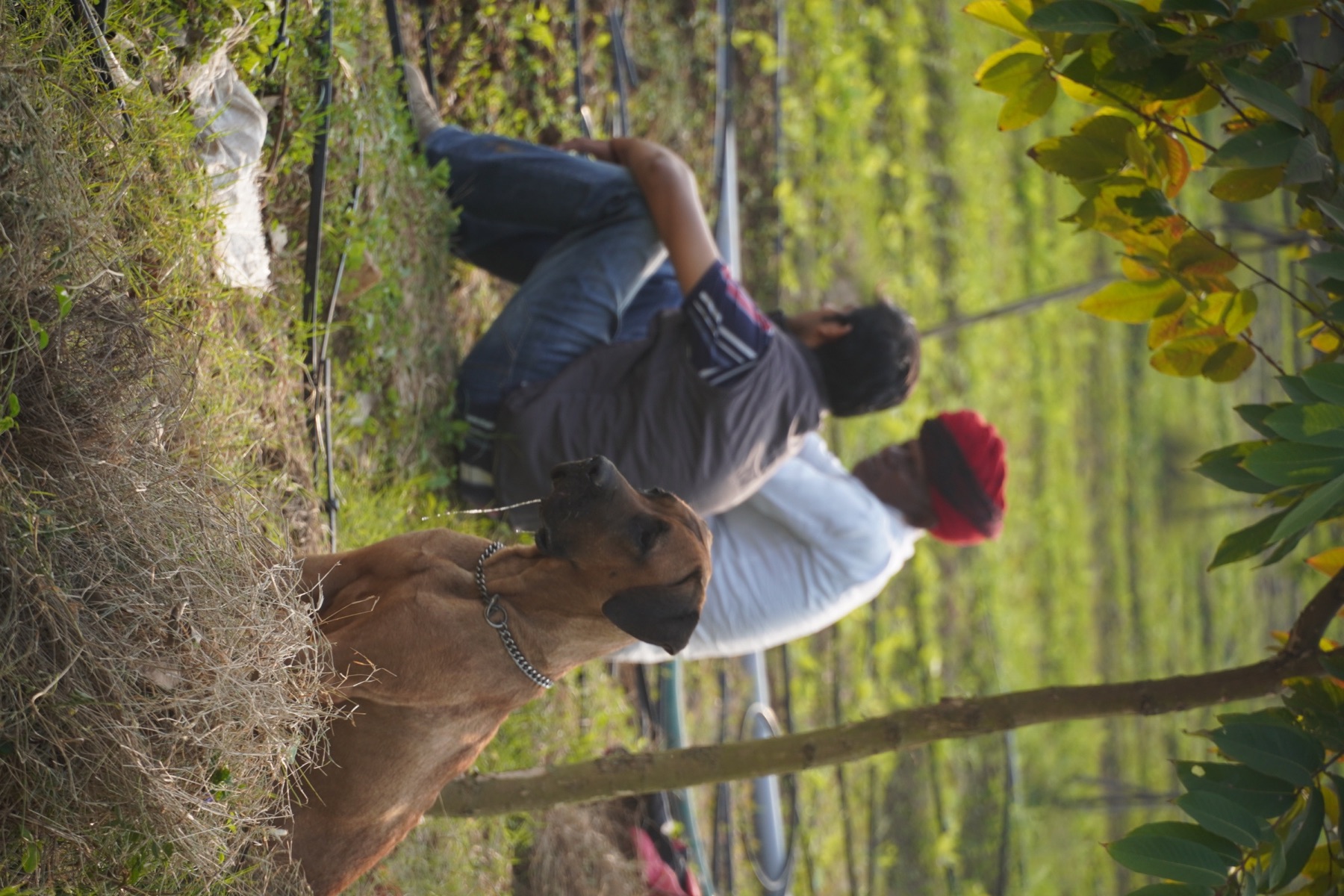A farm dog resting near two people working beneath orchard trees