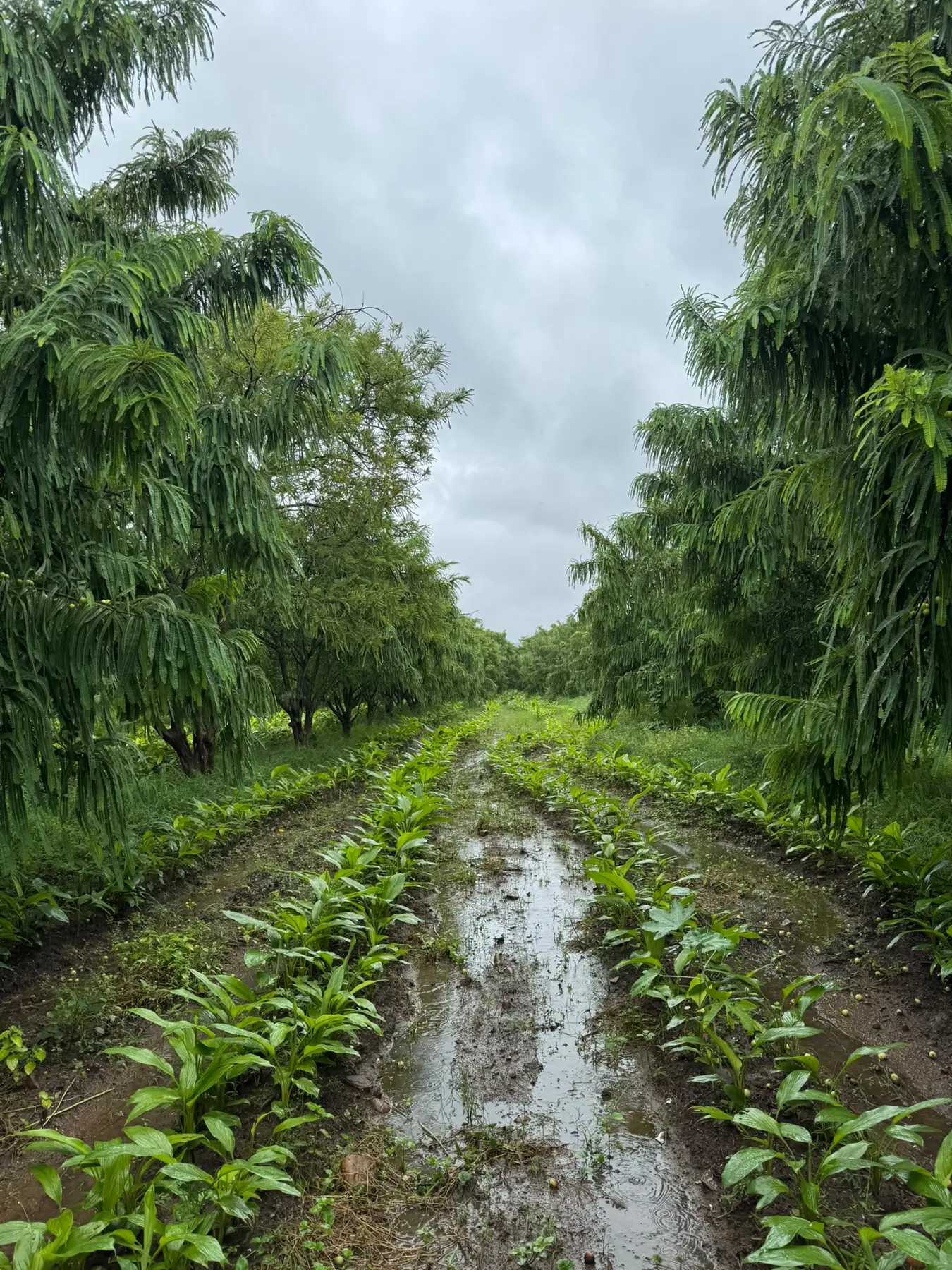 Rain-soaked rows beneath mature amla trees at Majhari Bagh, Shahbad