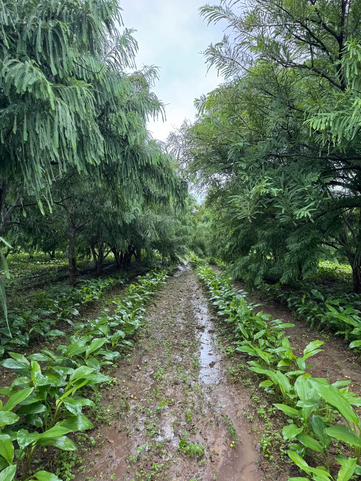 A green pathway beneath the mature amla canopy at Majhari Bagh