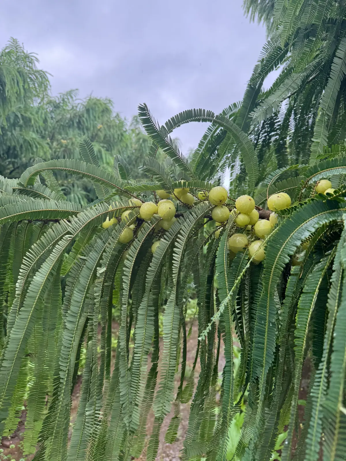 Fresh amla fruit growing among rain-washed leaves at Majhari Bagh
