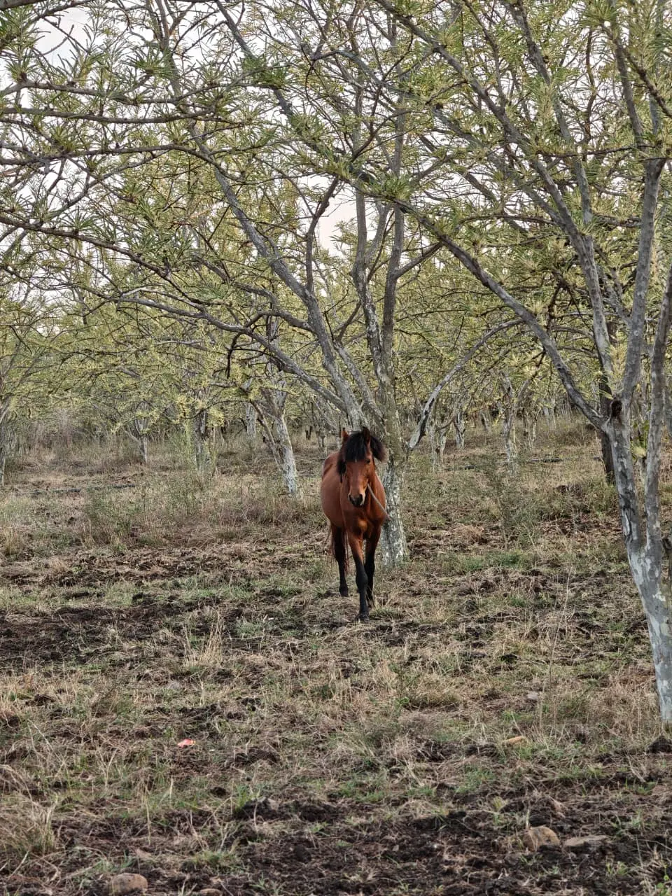 A horse walking beneath trees at Majhari Bagh, Shahbad