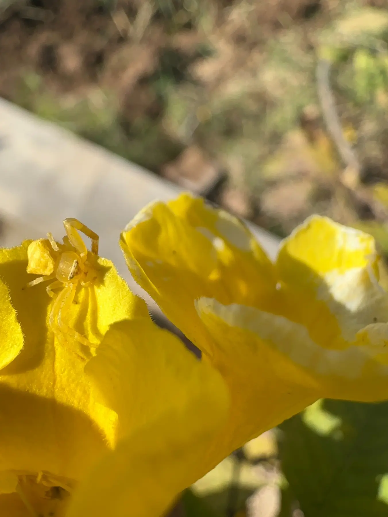 Camouflaged spiders concealed inside a yellow flower
