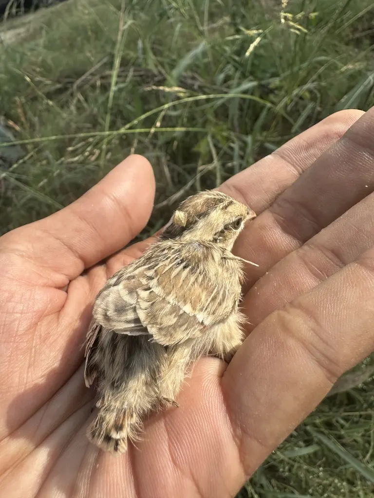 A young chick being carefully held at the farm