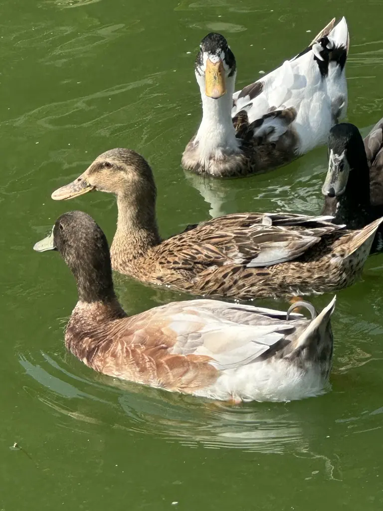 Ducks swimming together in the farm pond