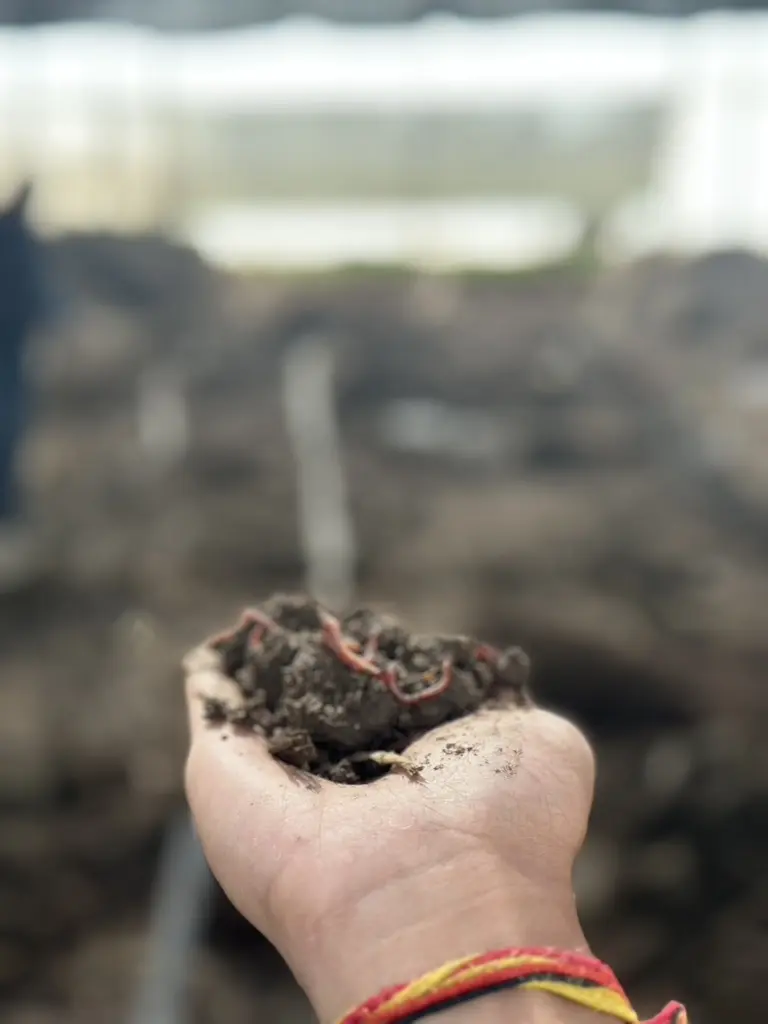 Earthworms held above rich farm soil
