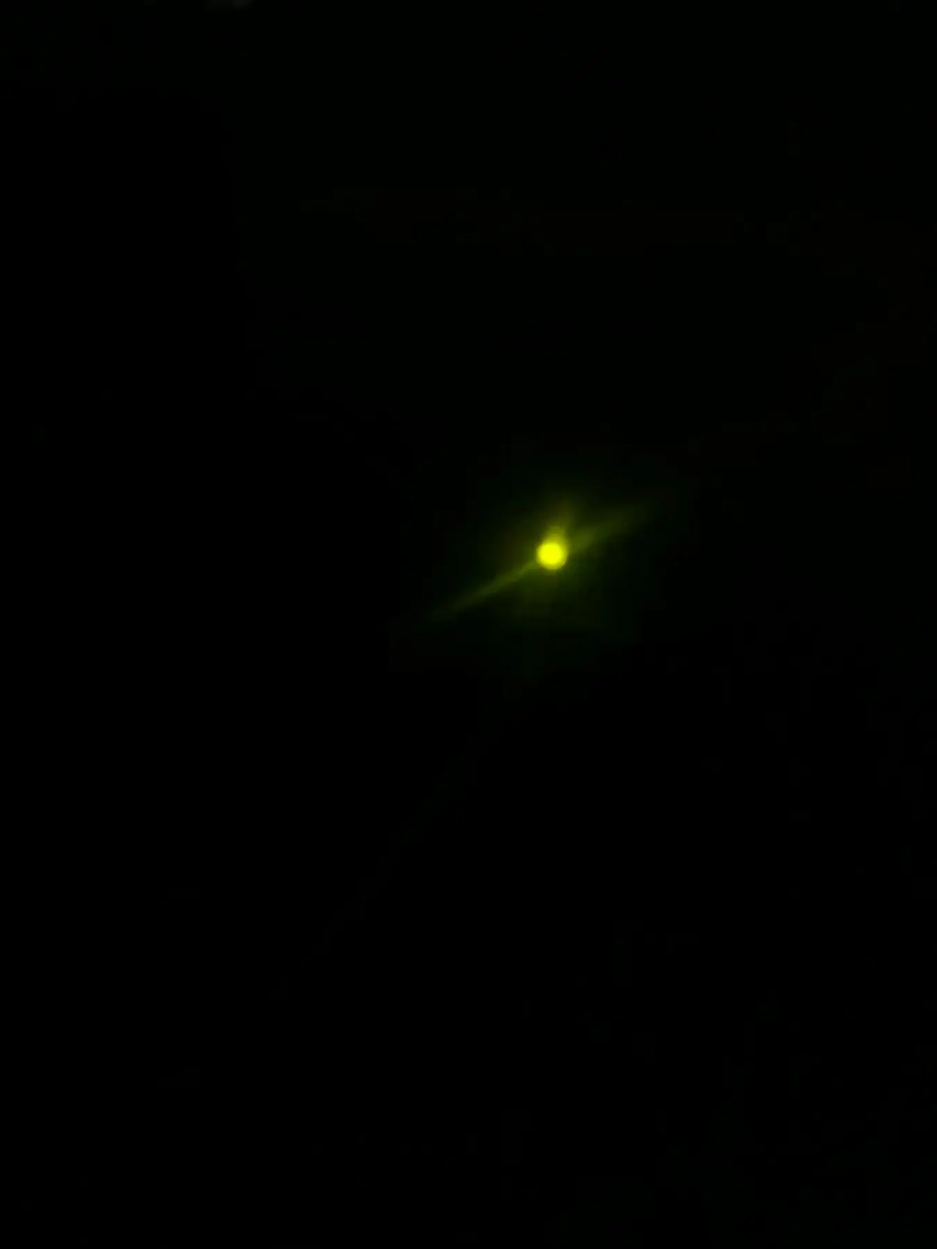 A glowing firefly photographed at night