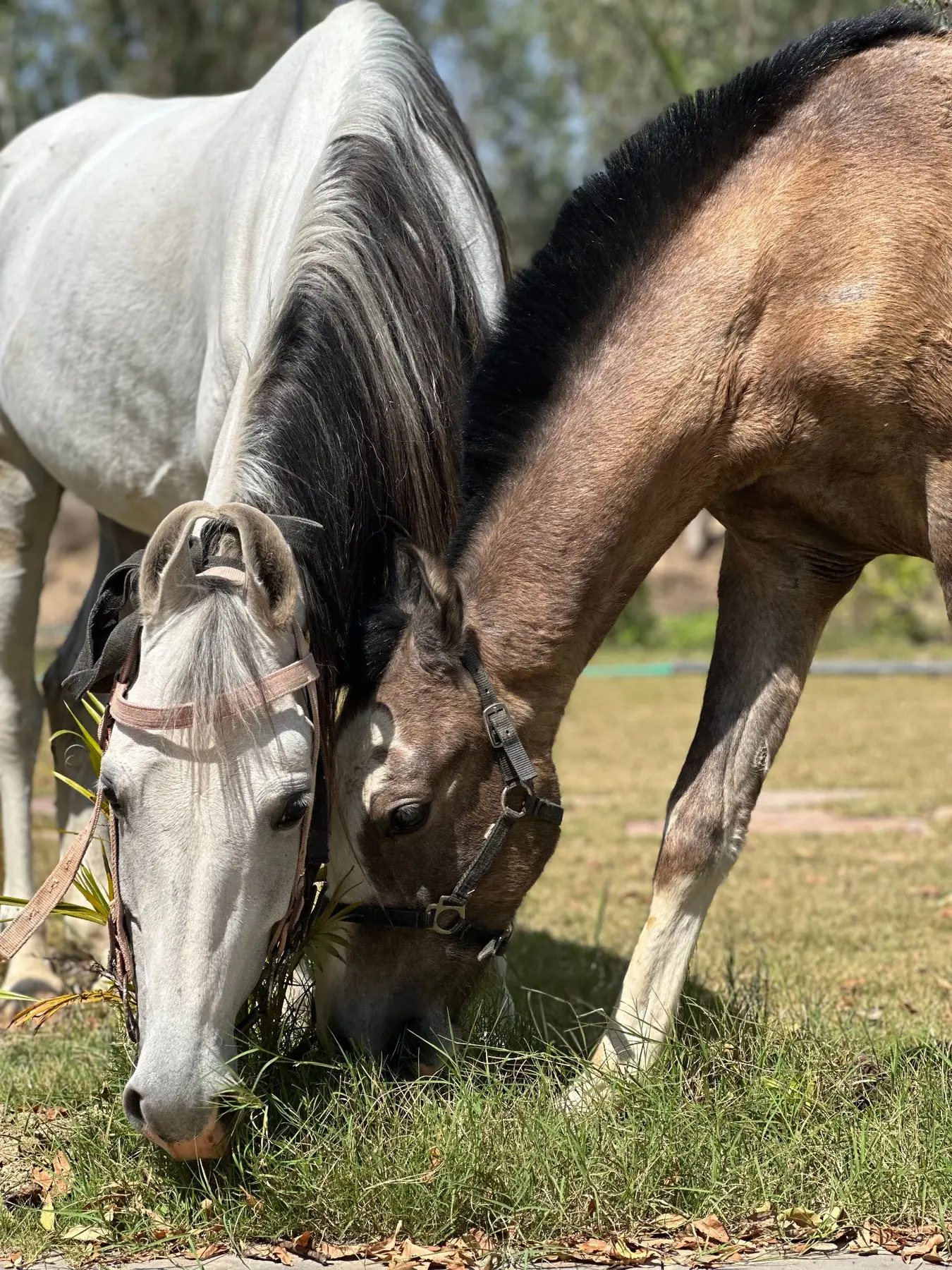Two horses grazing together at the farm