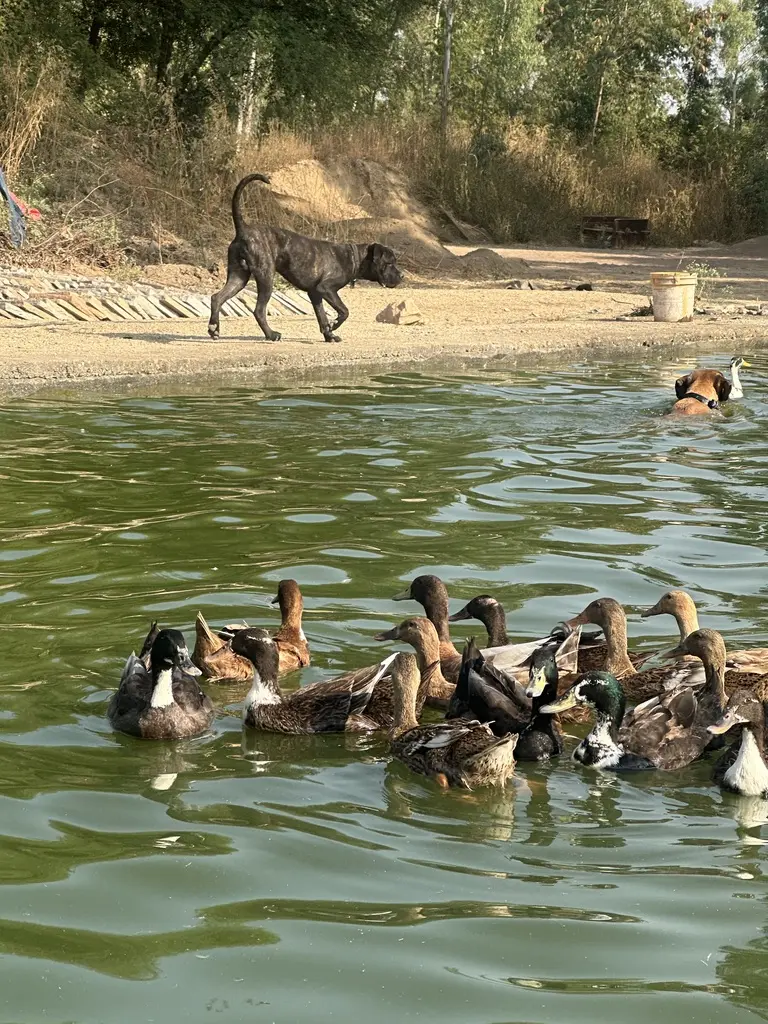 Ducks gathering in a farm pond while a horse stands on the bank