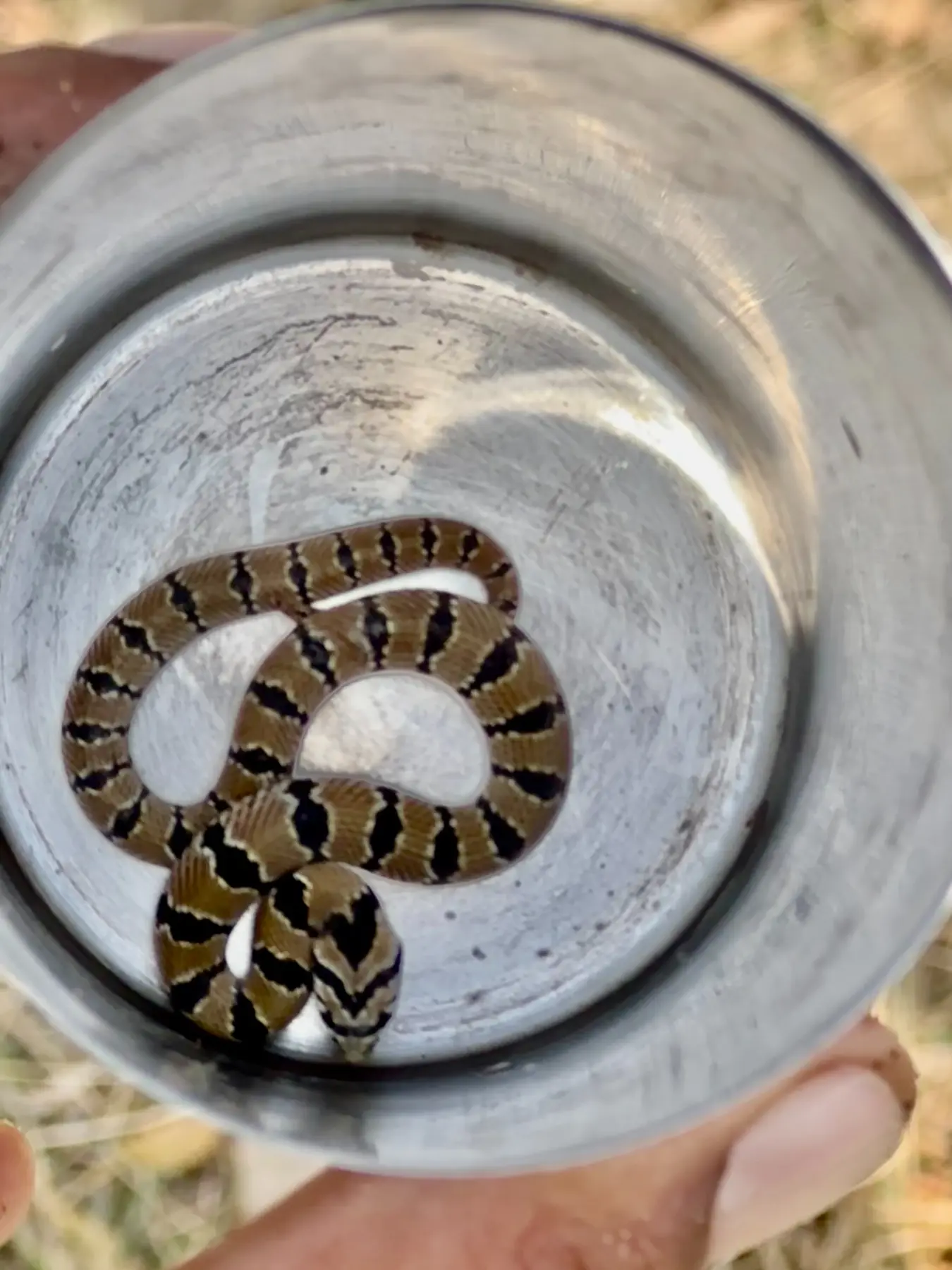 A small patterned snake observed at the farm