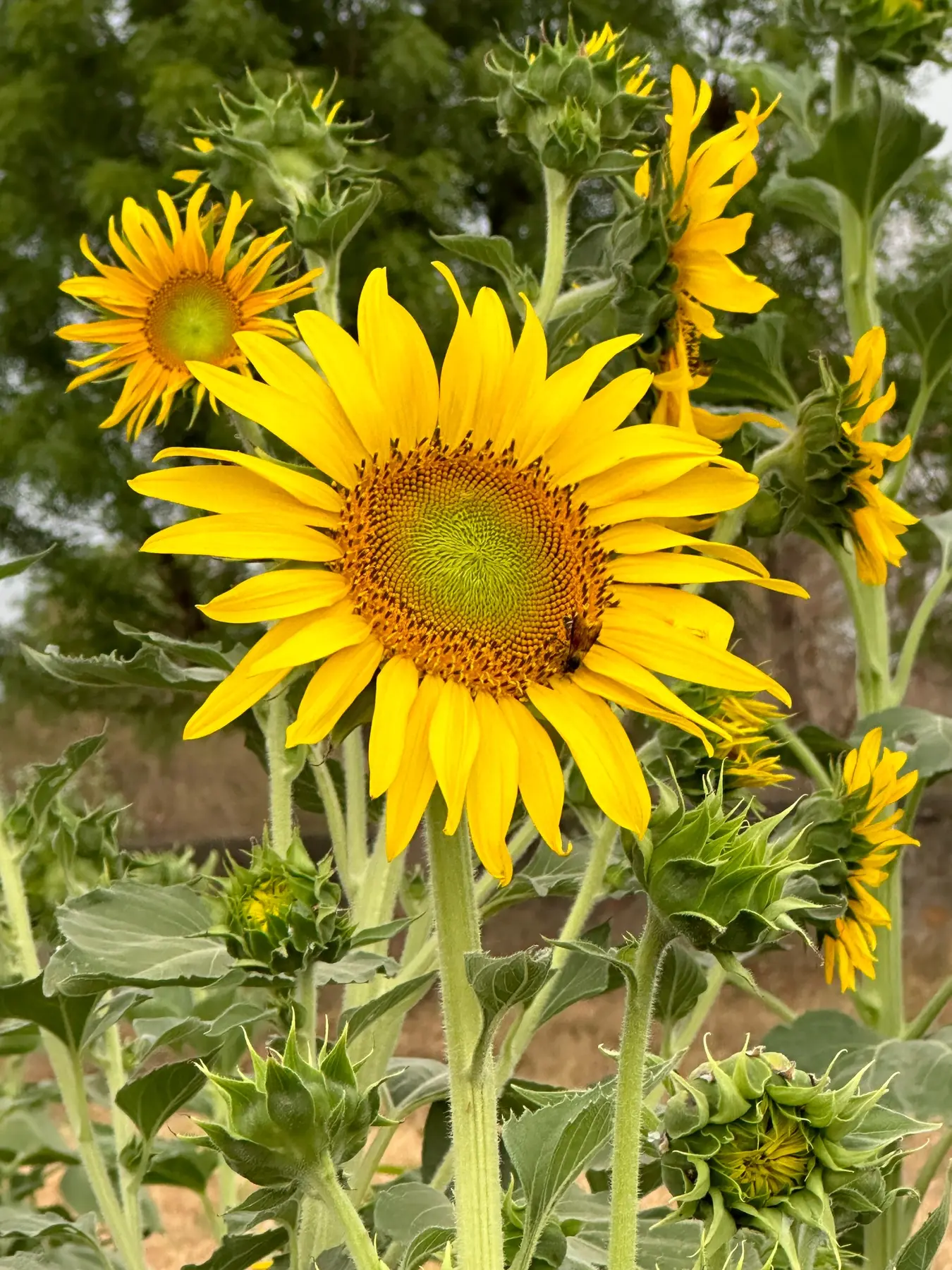 A bee visiting sunflowers at the farm