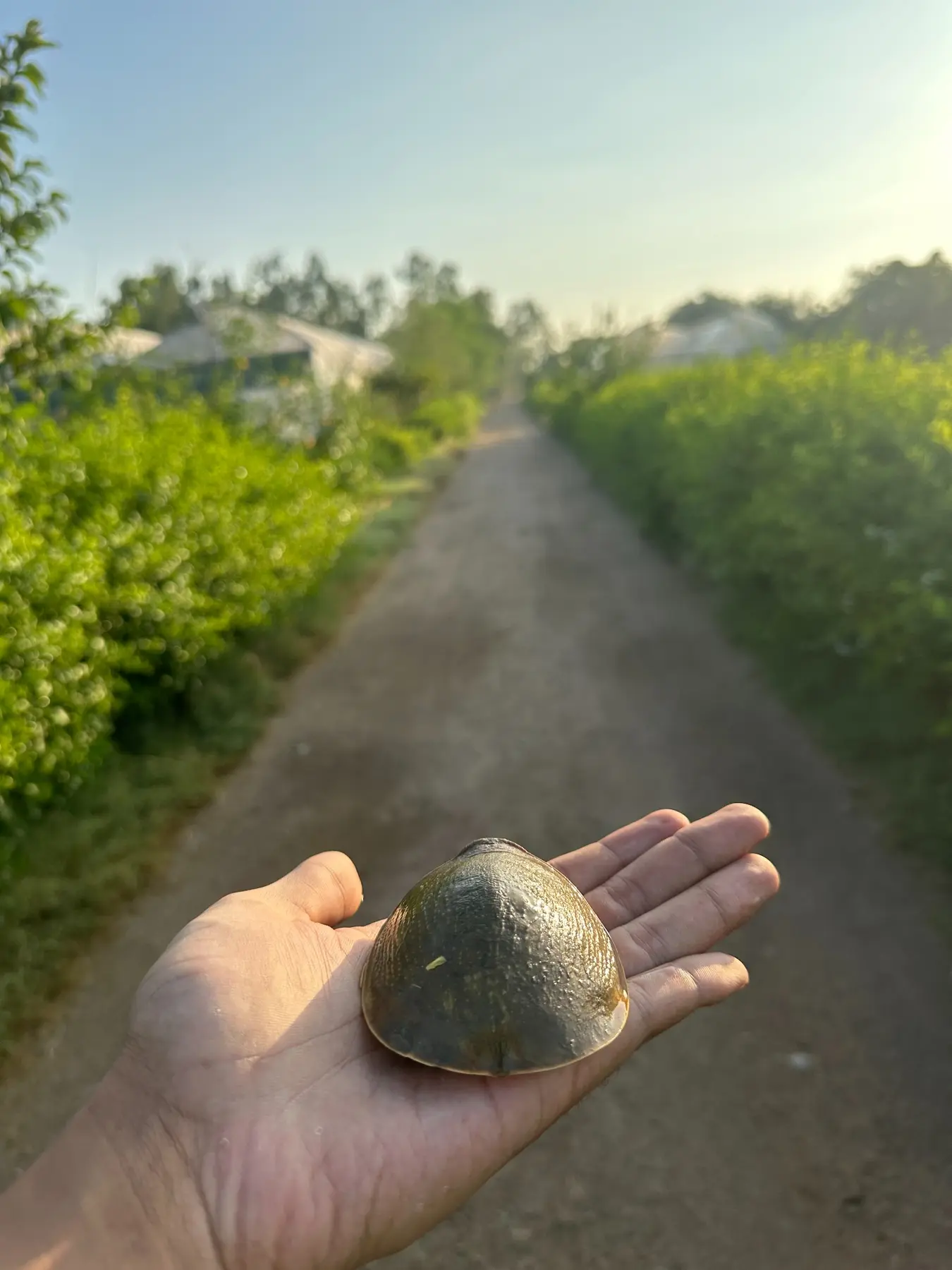 A small turtle found along a green farm path